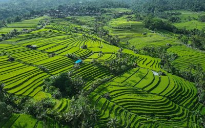 Jatiluwih Rice Terraces: A Verdant Tapestry Woven by Time