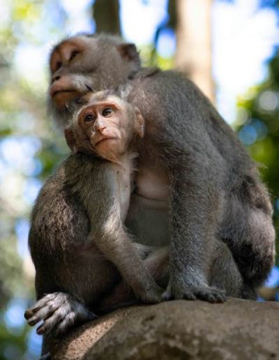 monkey forest - bali tour legendary